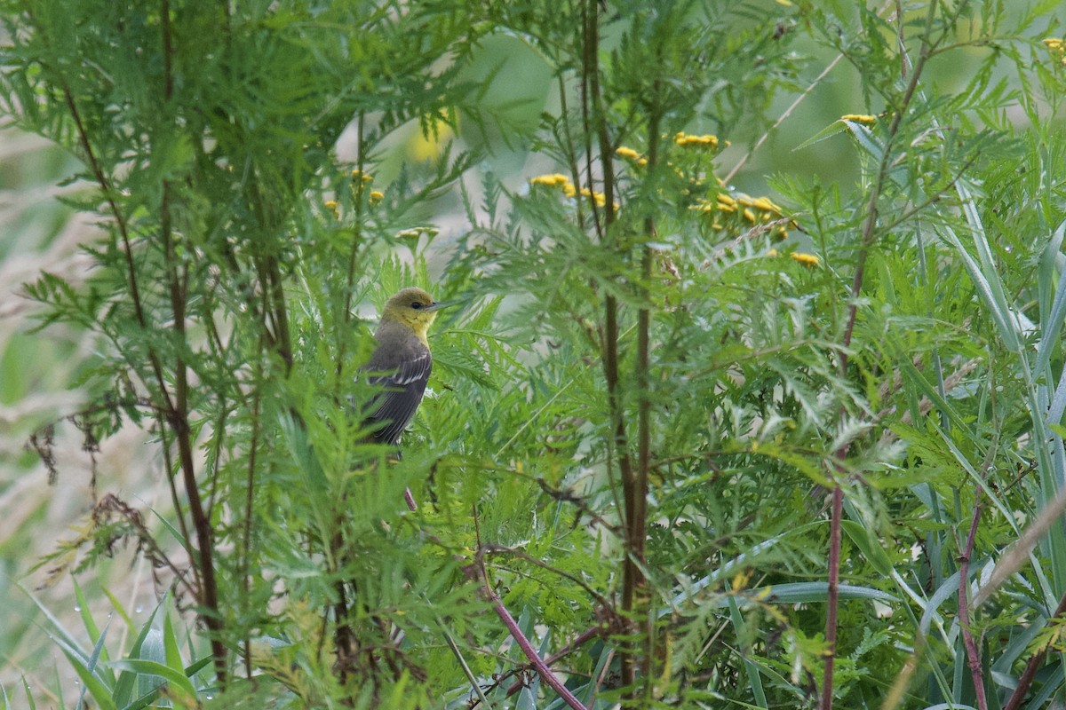 Orchard Oriole - ML175329691