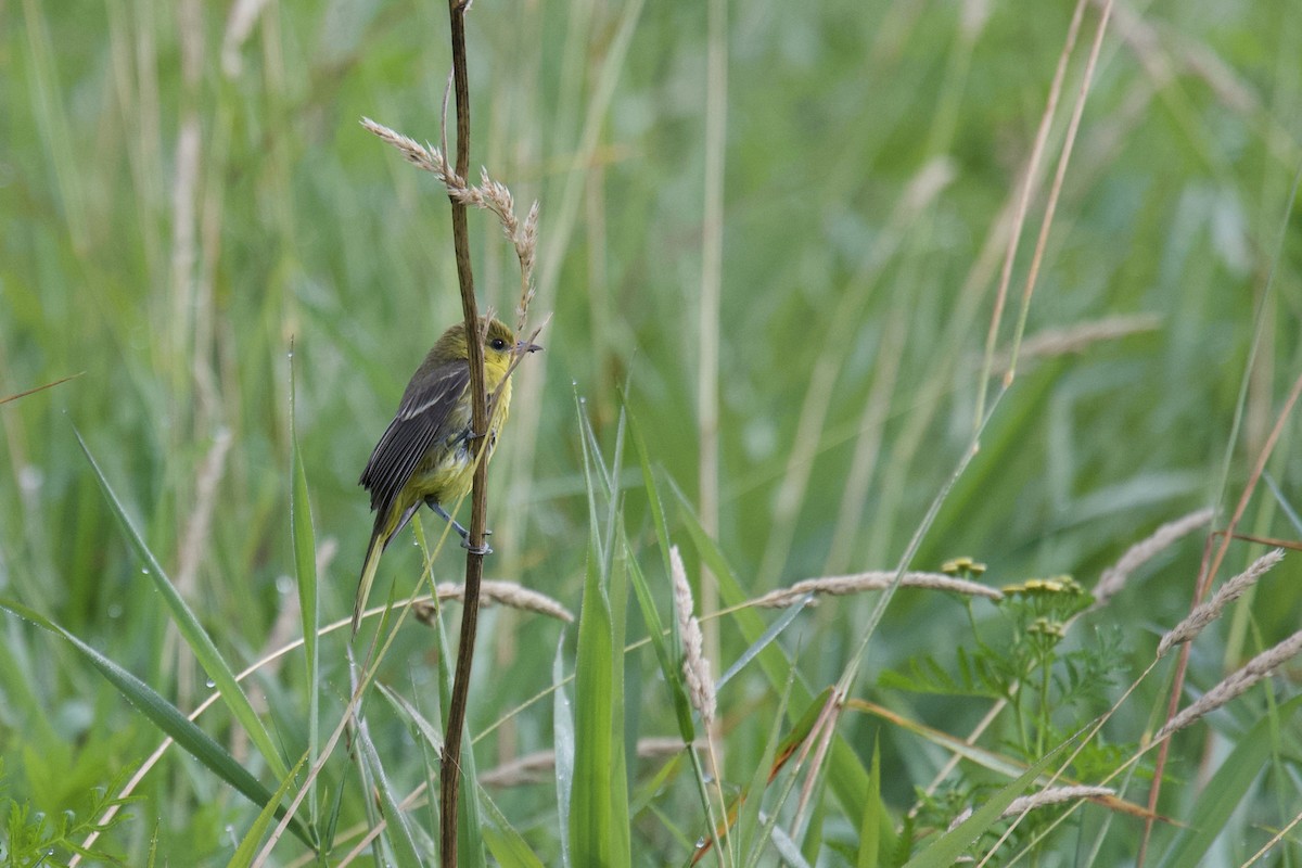 Orchard Oriole - ML175329701
