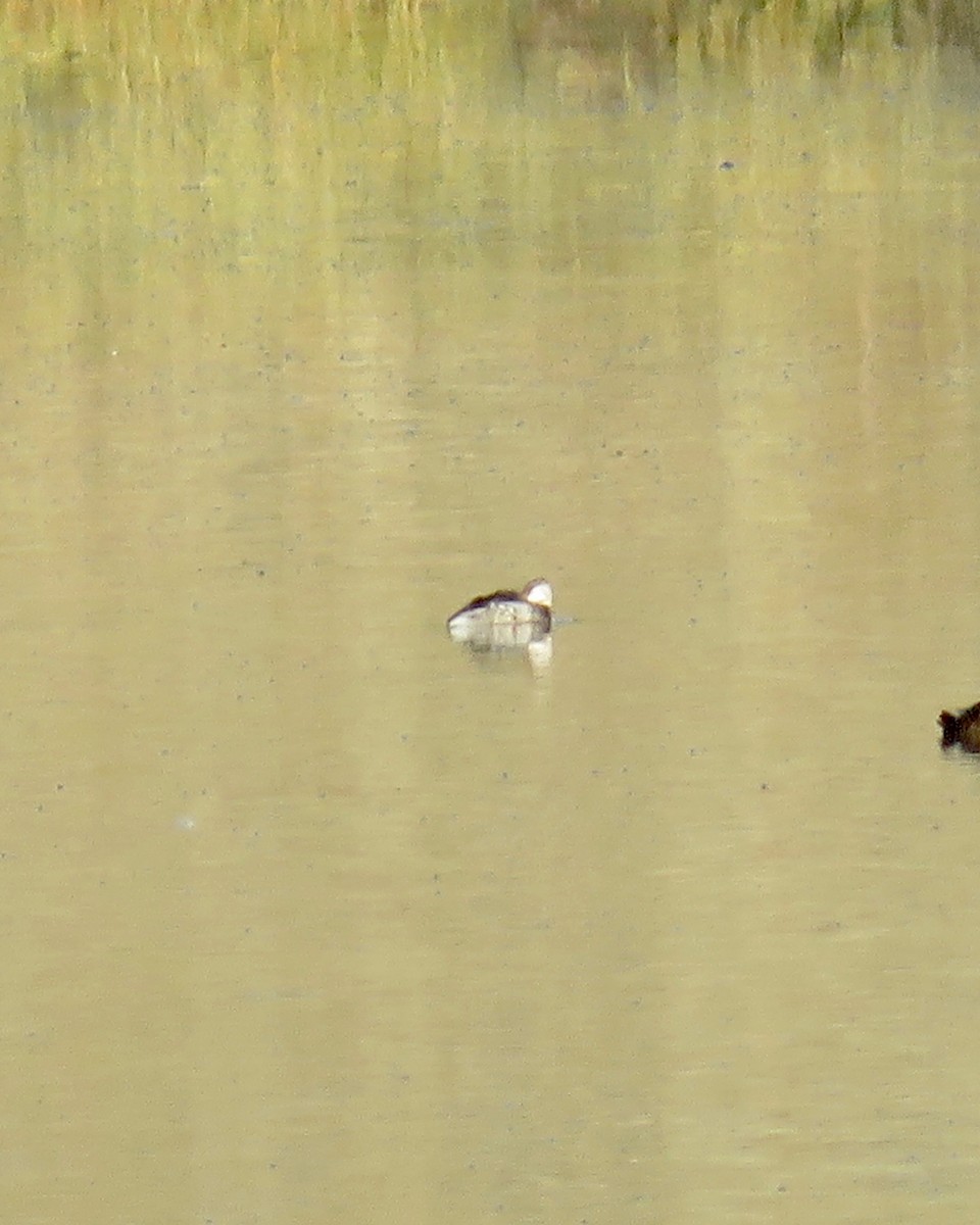 Horned Grebe - ML175330131