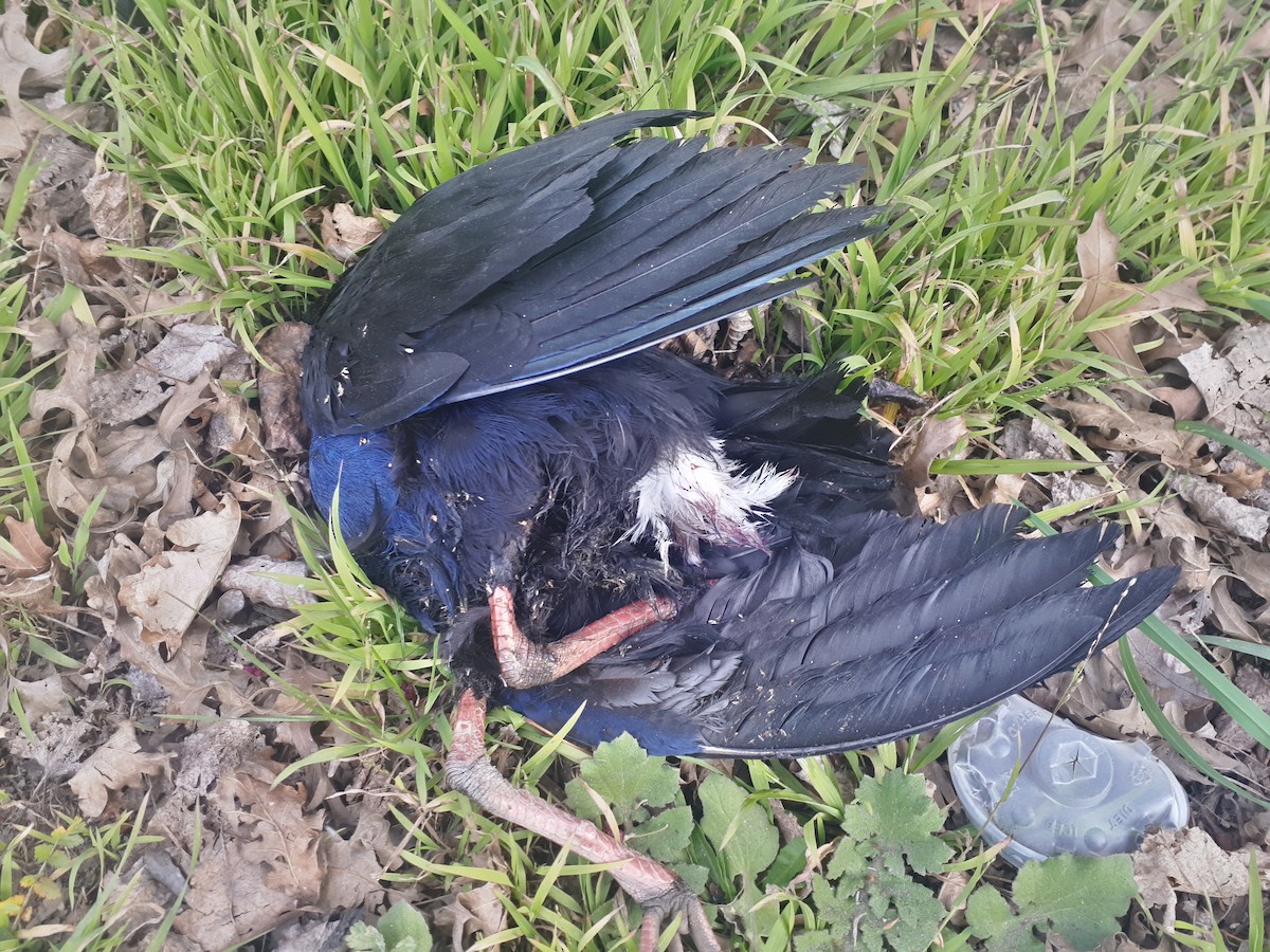 Australasian Swamphen - ML175330411