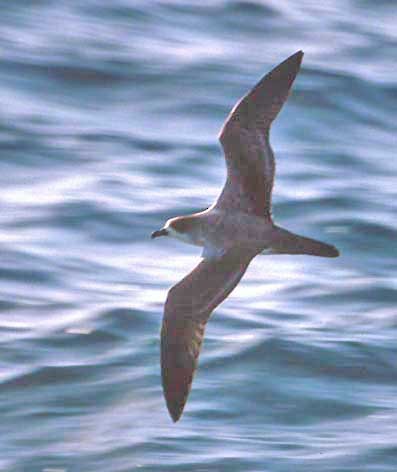 Barau's Petrel - ML175330901