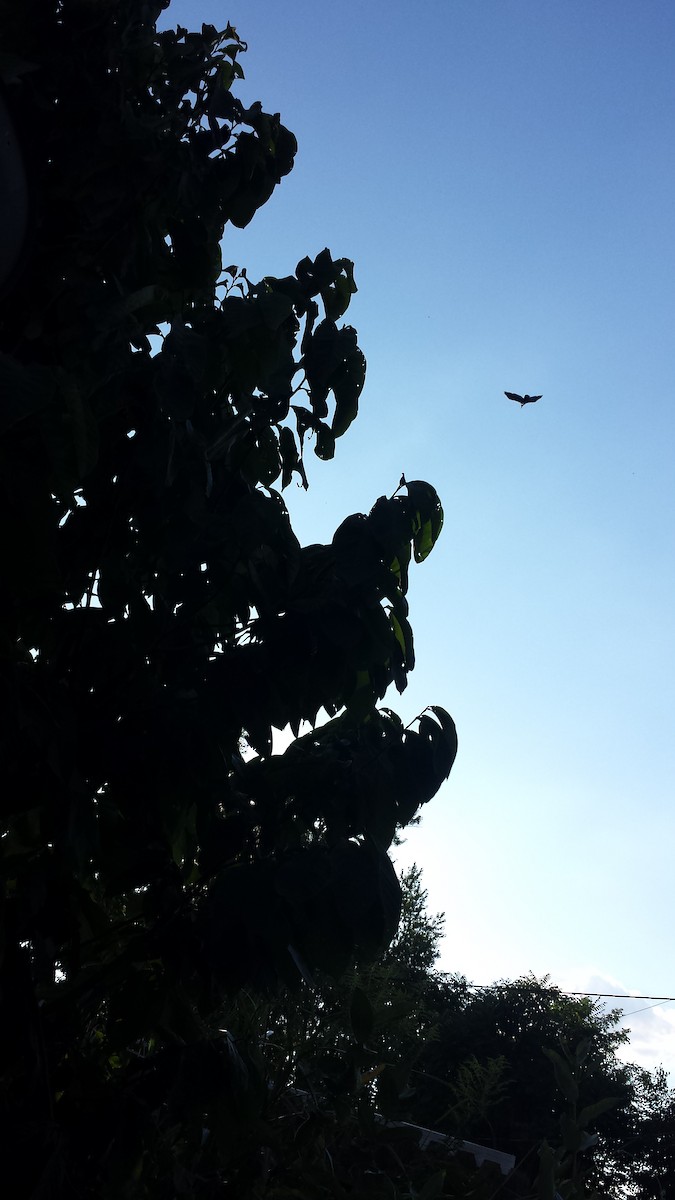 American Crow - ML175331261