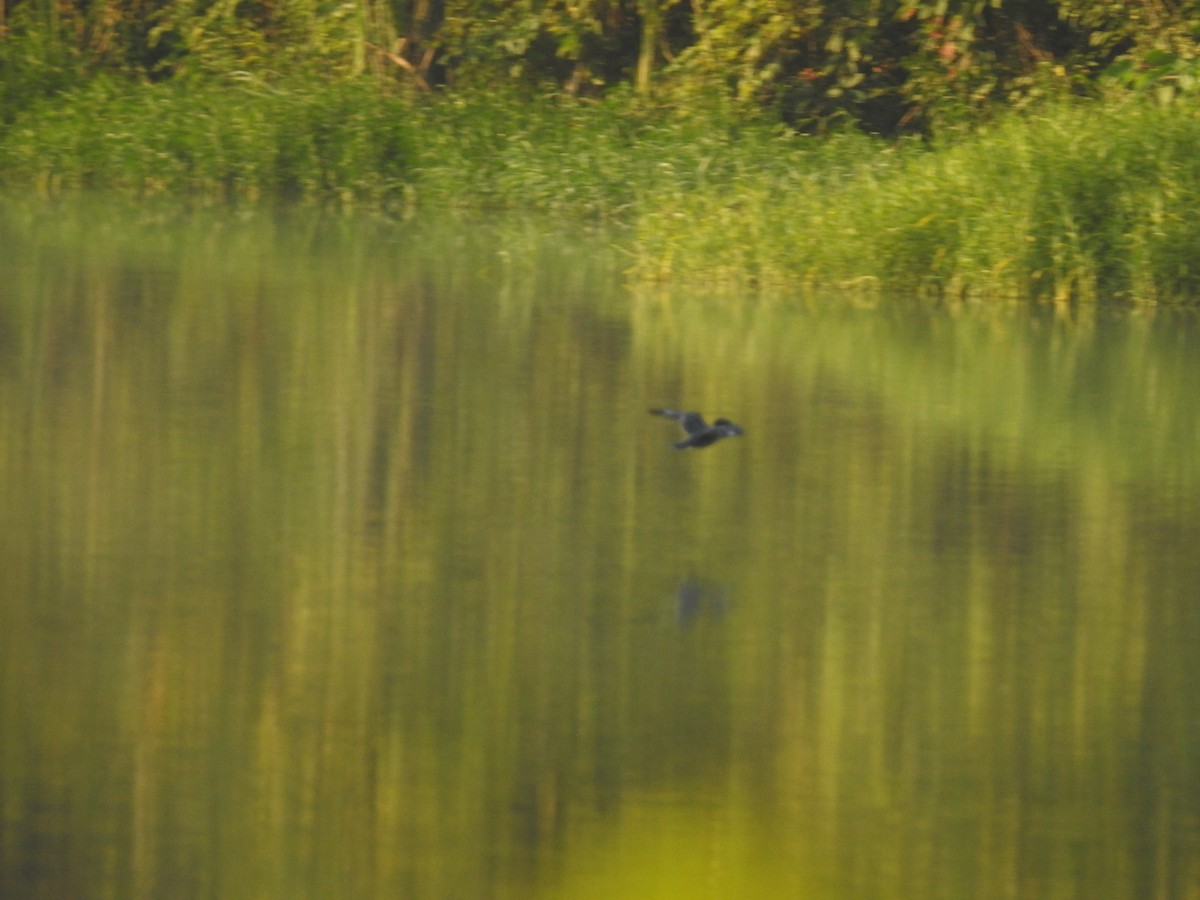 Belted Kingfisher - ML175333841