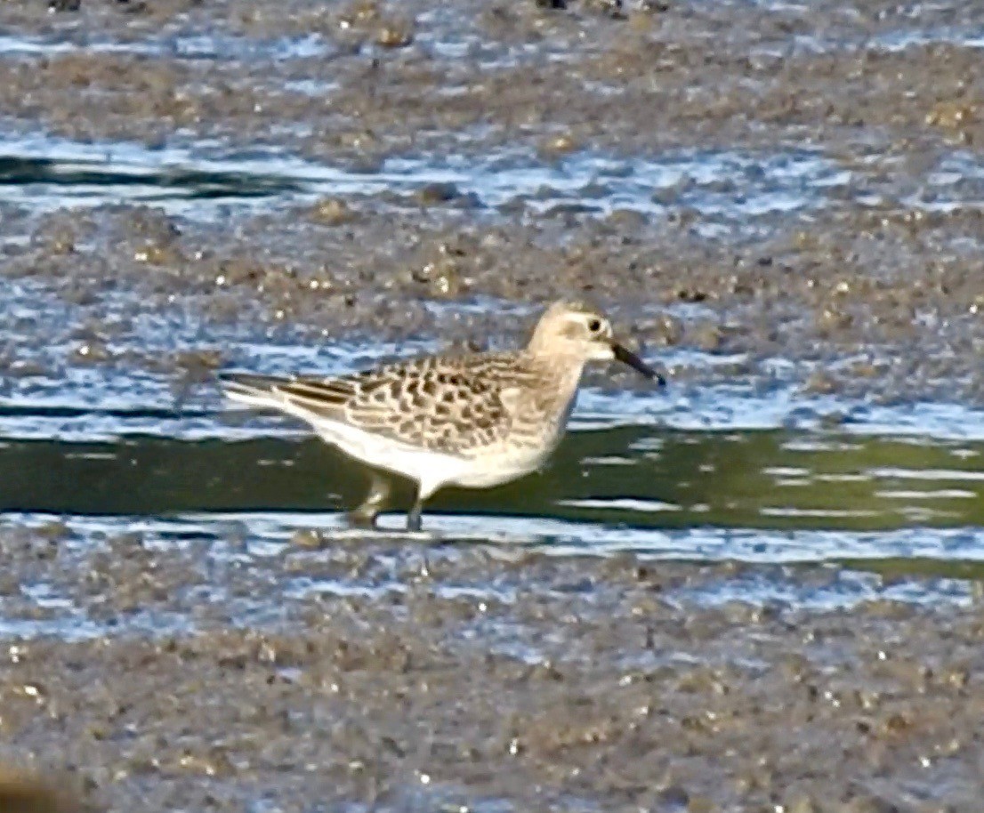 Baird's Sandpiper - ML175334381