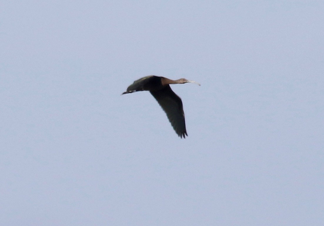 ibis americký - ML175335841