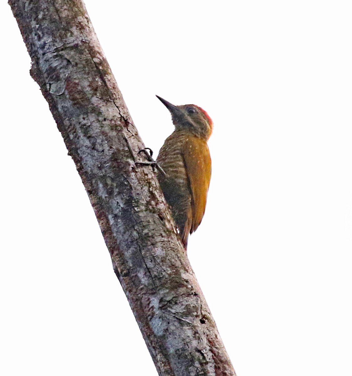 Little Woodpecker - ML175335951