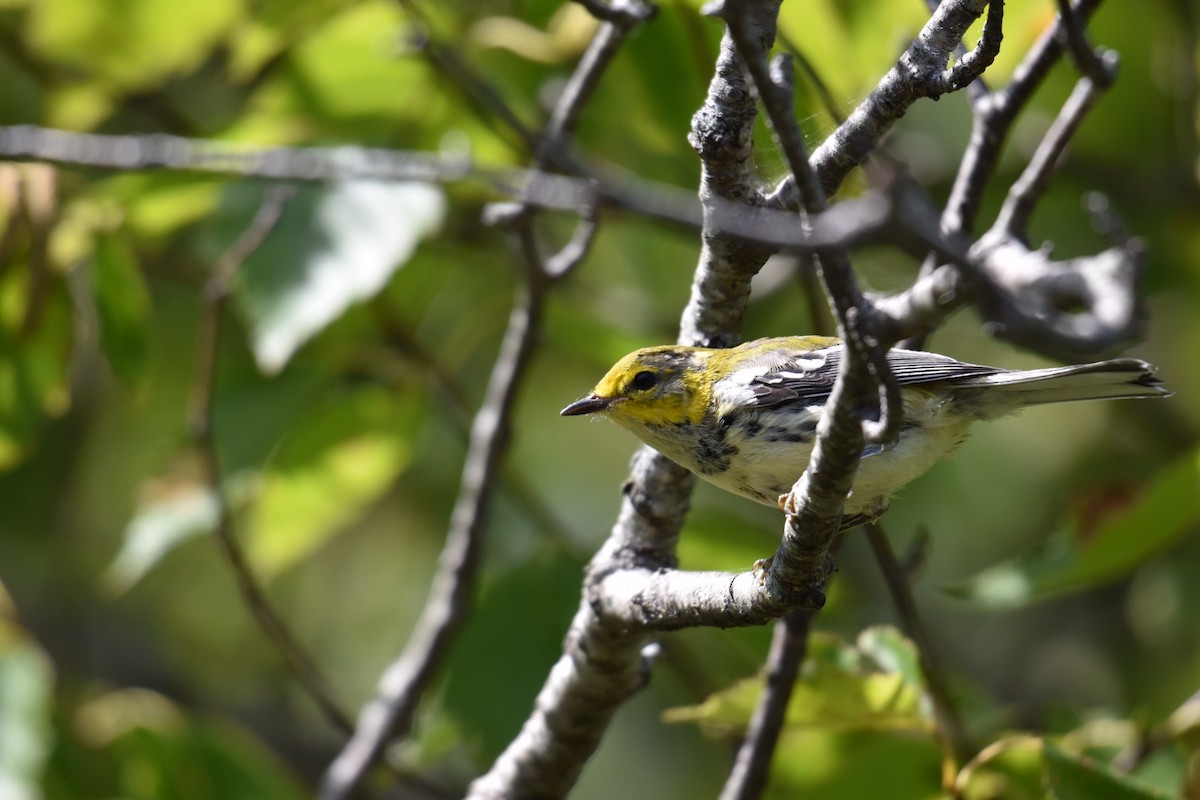Black-throated Green Warbler - ML175336661