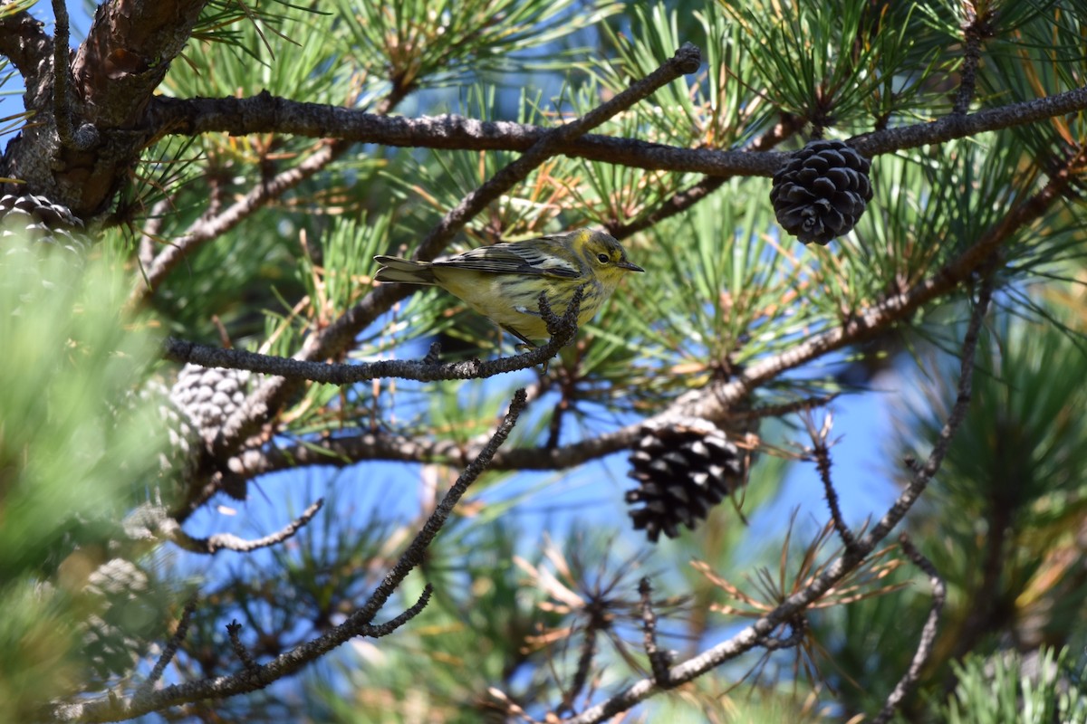 Cape May Warbler - ML175336801