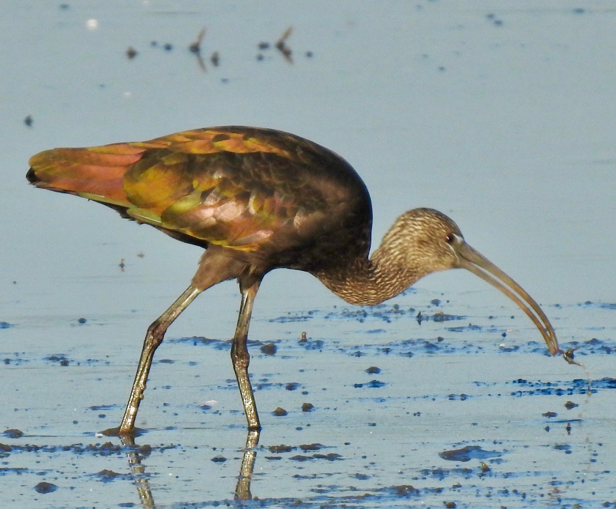 ibis hnědý - ML175337951