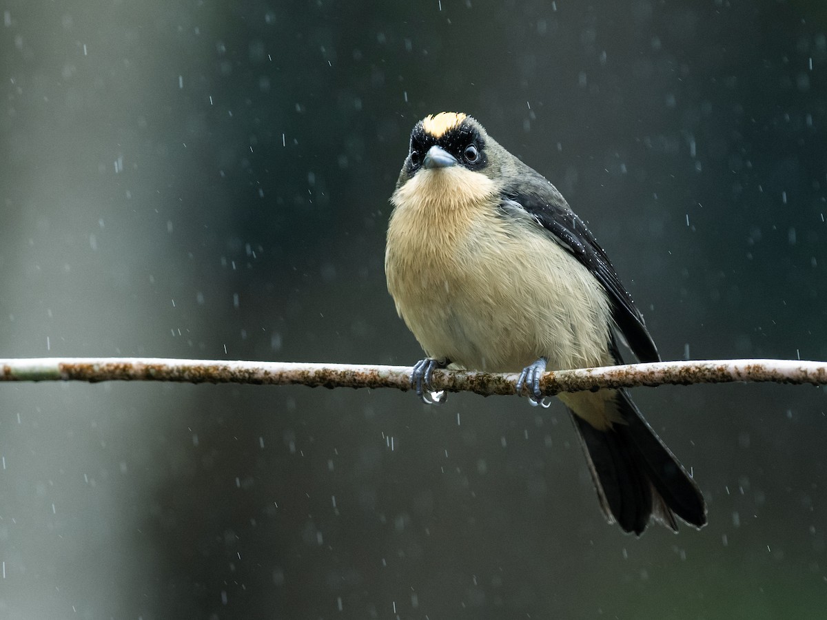 Black-goggled Tanager - Nick Athanas