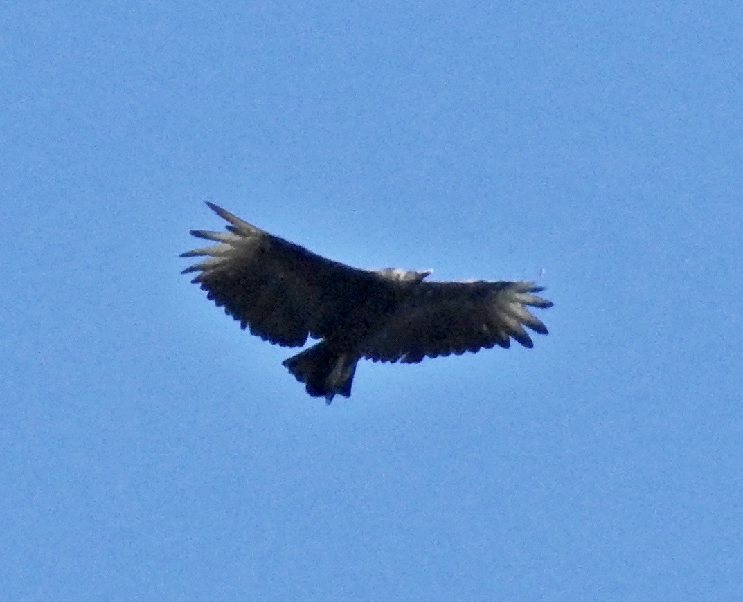 Black Vulture - ML175338041