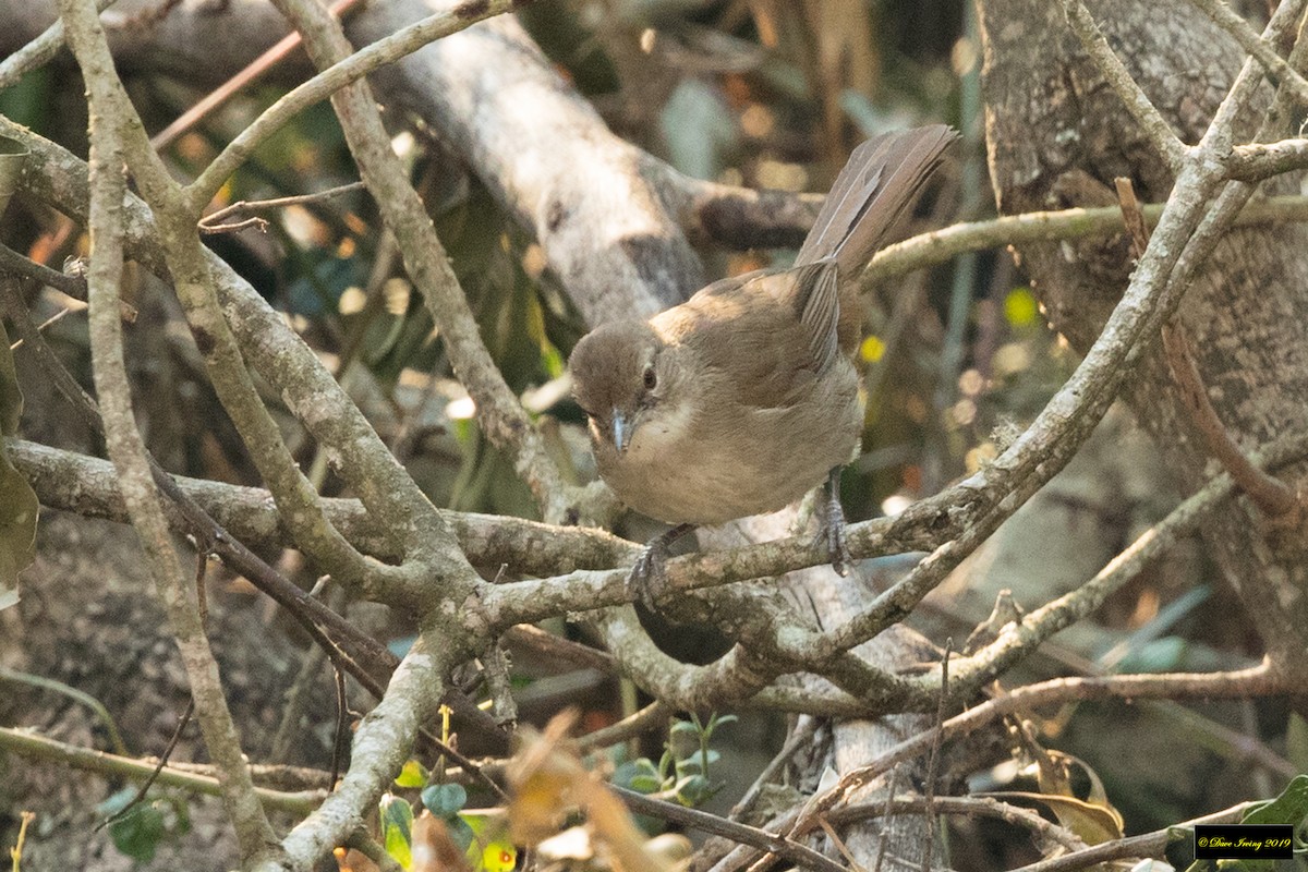 Bulbul Terrestre - ML175338421