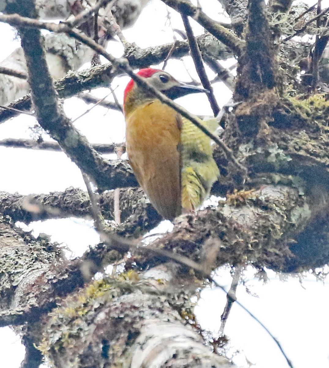Golden-olive Woodpecker - ML175339371
