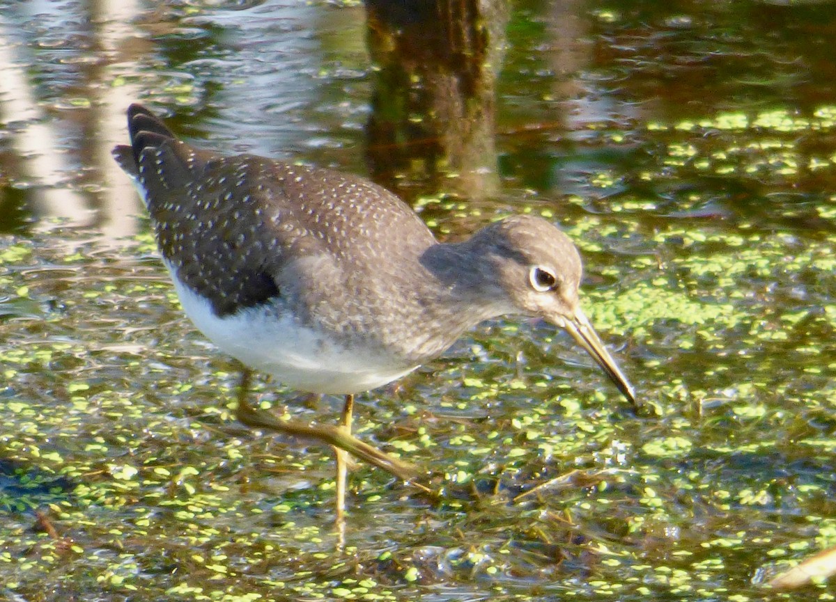 Solitary Sandpiper - Mary  McMahon