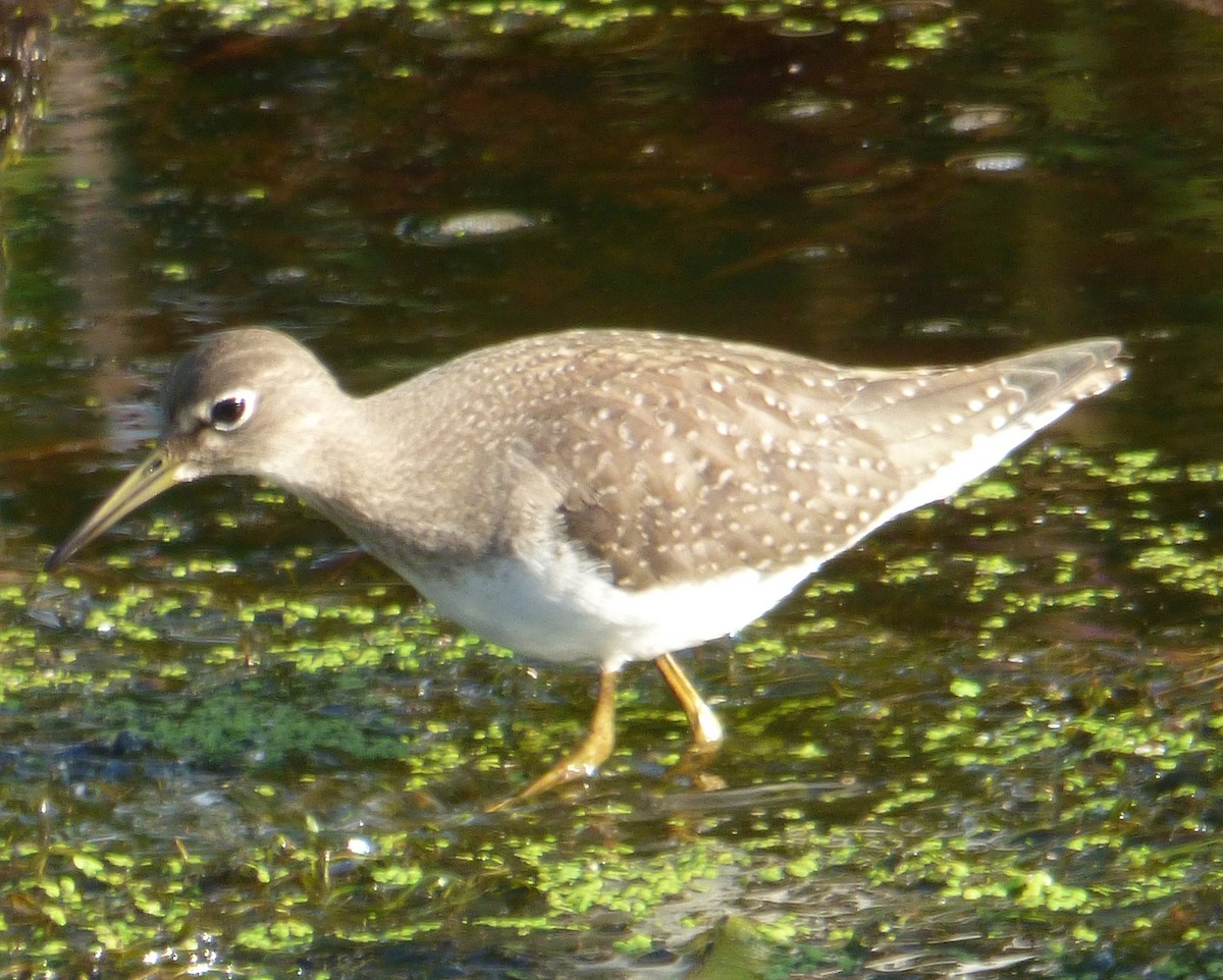 Solitary Sandpiper - Mary  McMahon