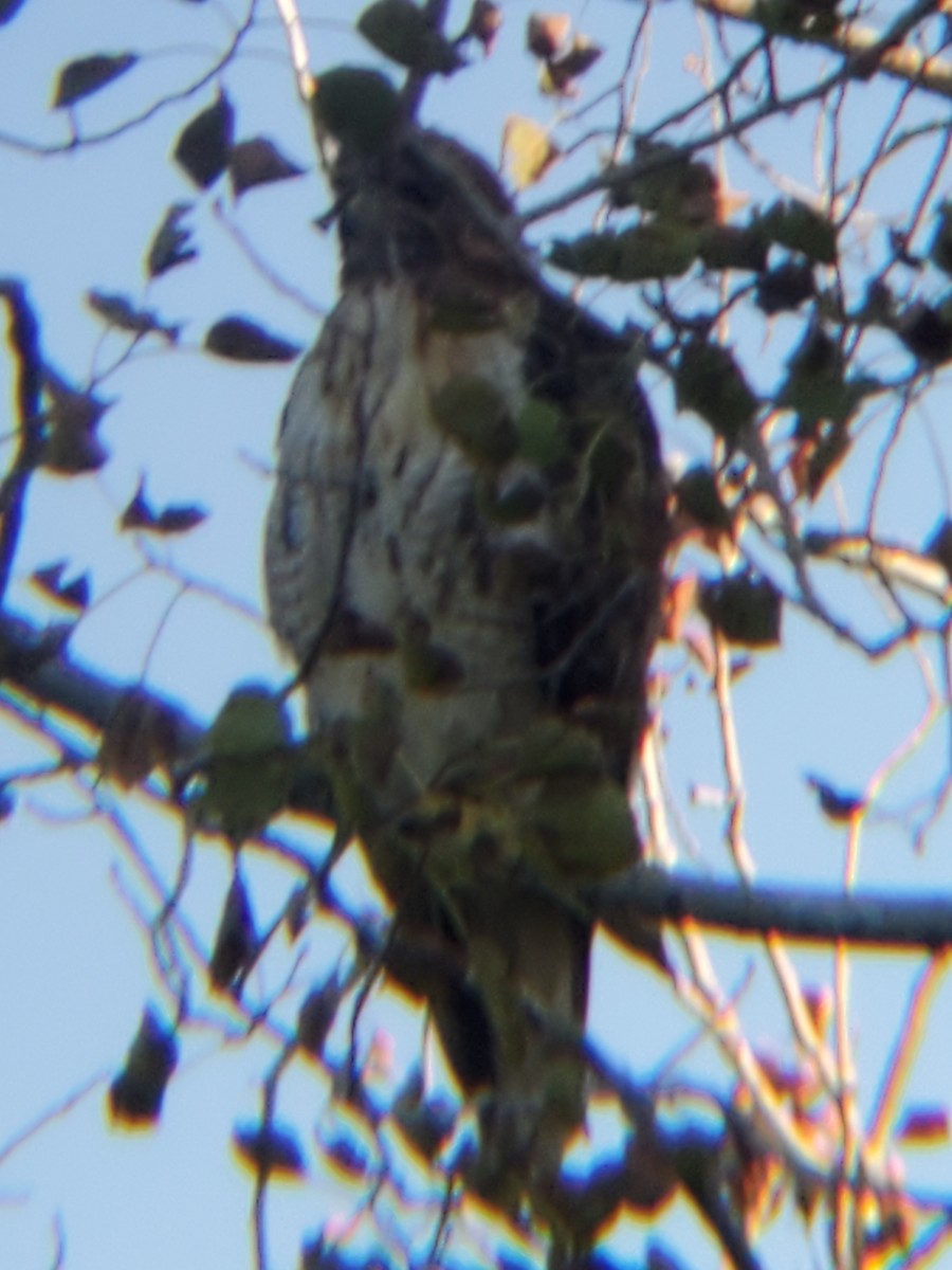 Red-tailed Hawk - ML175340051
