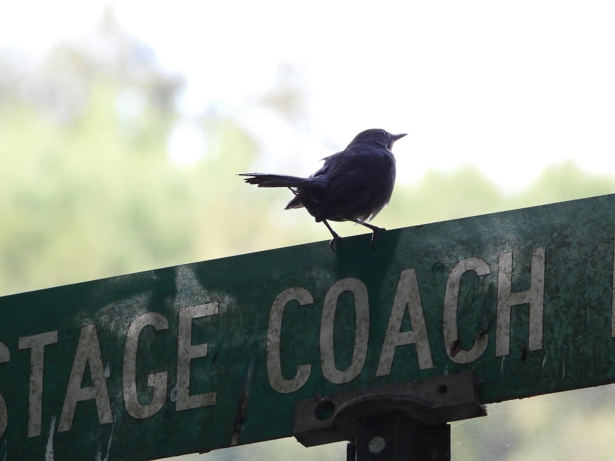 Gray Catbird - ML175340991