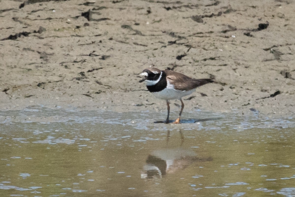 Common Ringed Plover - ML175341551