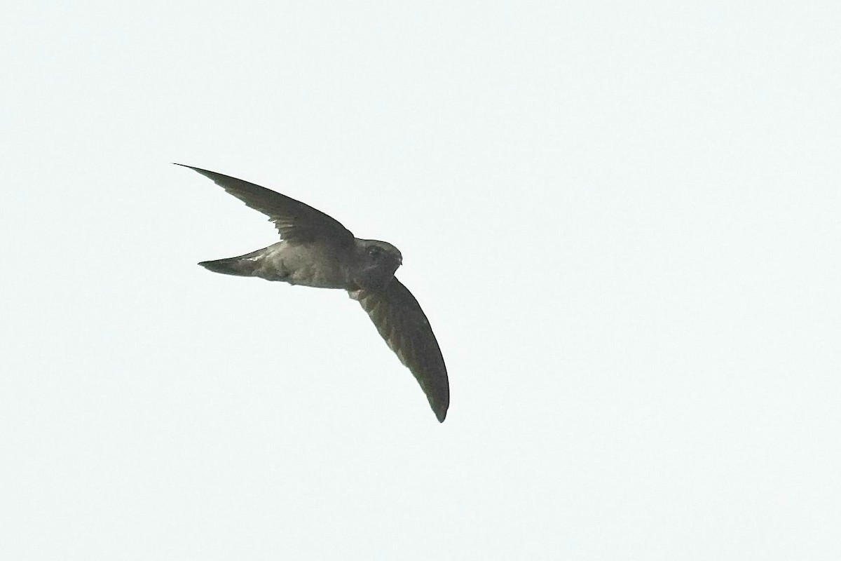 White-nest Swiftlet (Germain's) - ML175343261