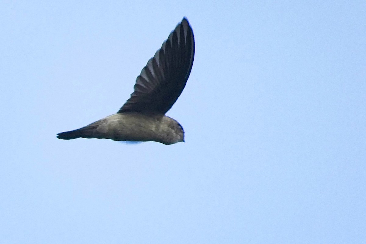 White-nest Swiftlet (Germain's) - ML175343271