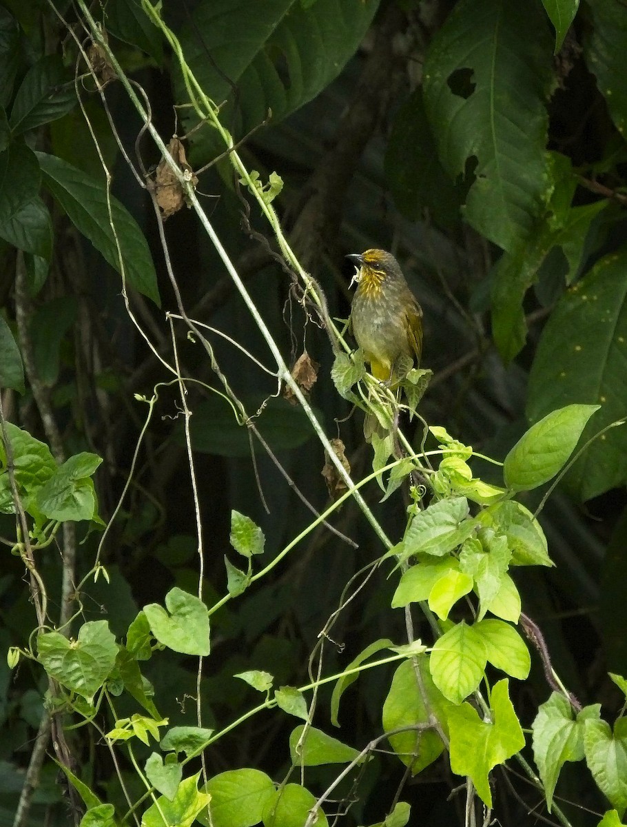 Stripe-throated Bulbul - ML175343581