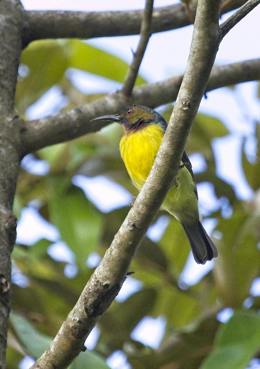 Brown-throated Sunbird - ML175344491