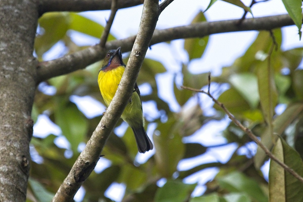 Brown-throated Sunbird - ML175344521