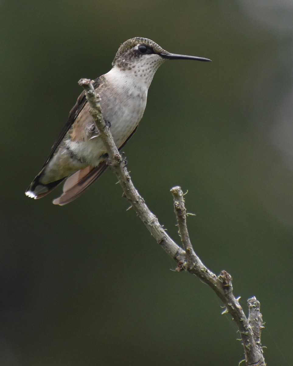 Ruby-throated Hummingbird - ML175344921