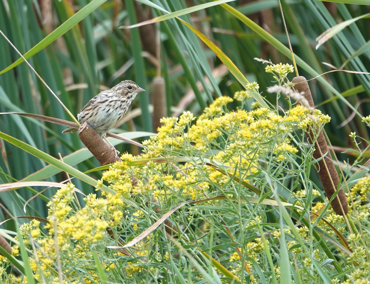 Savannah Sparrow - ML175345891