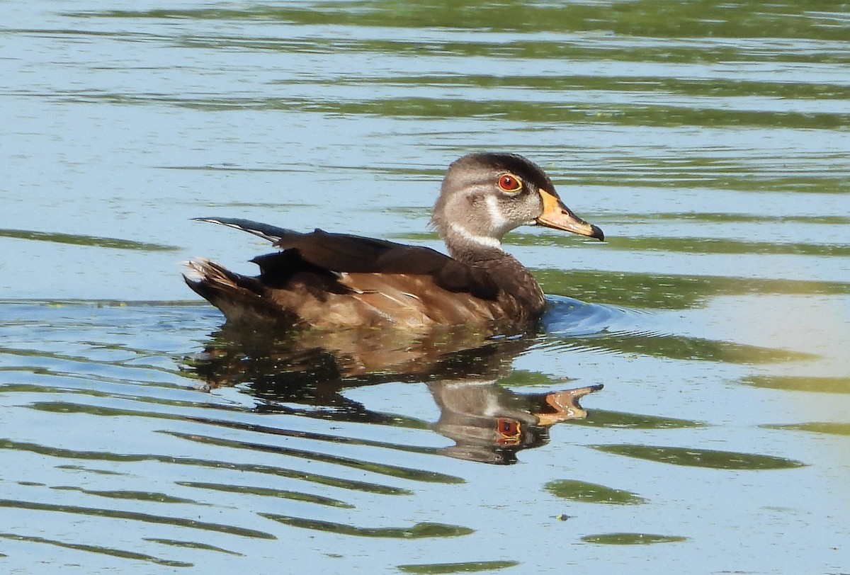 Wood Duck - ML175346421