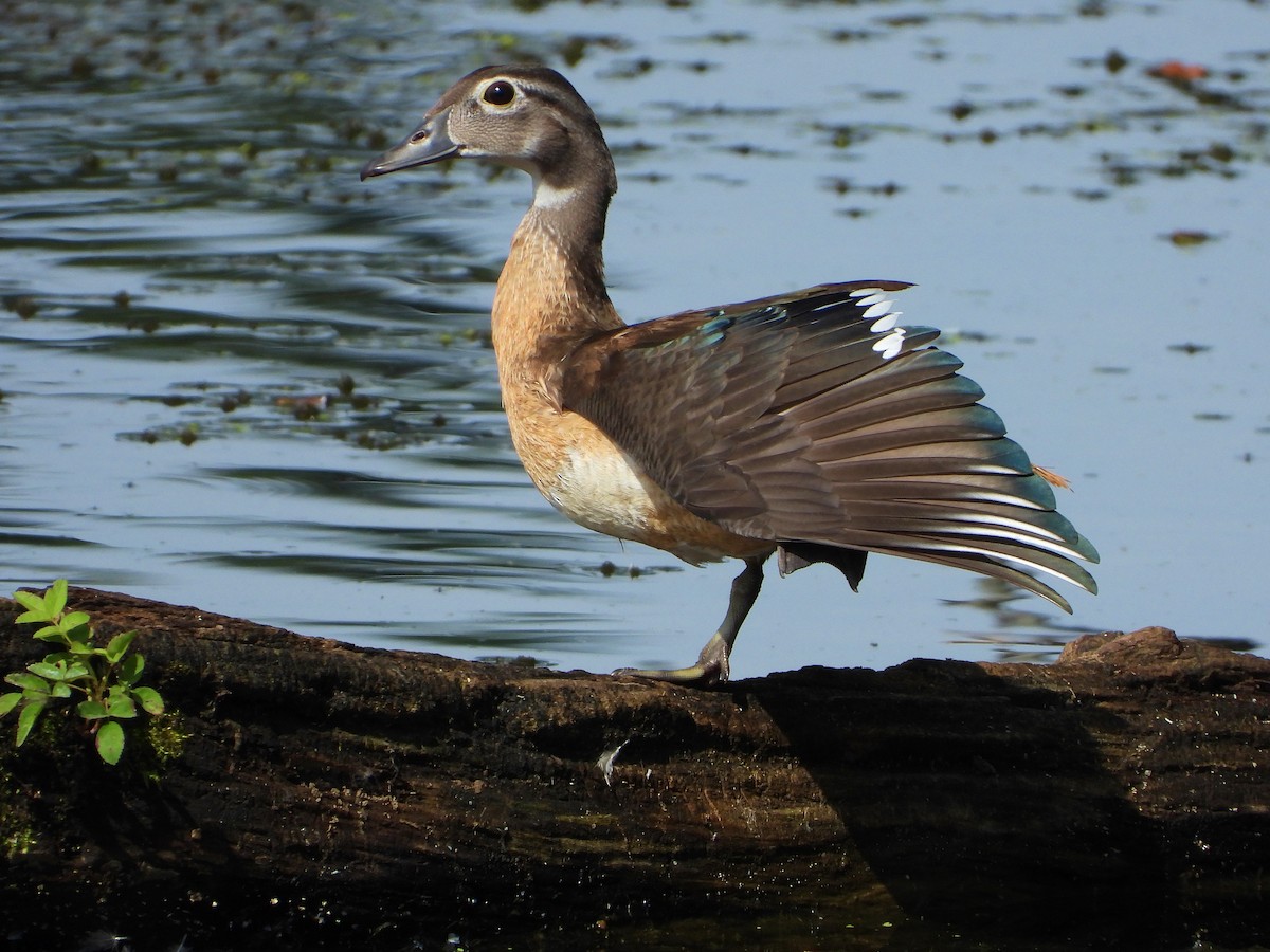 Wood Duck - ML175346481