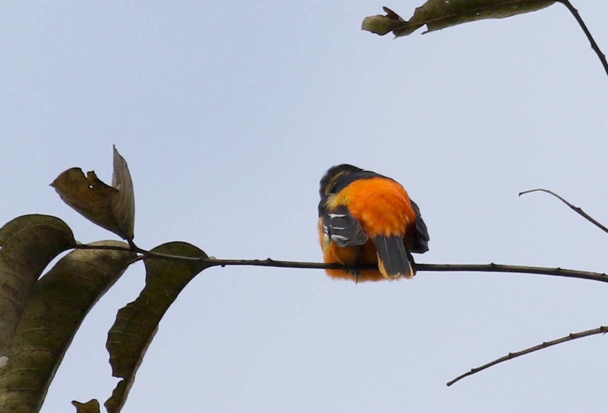 Baltimore Oriole - ML175346981