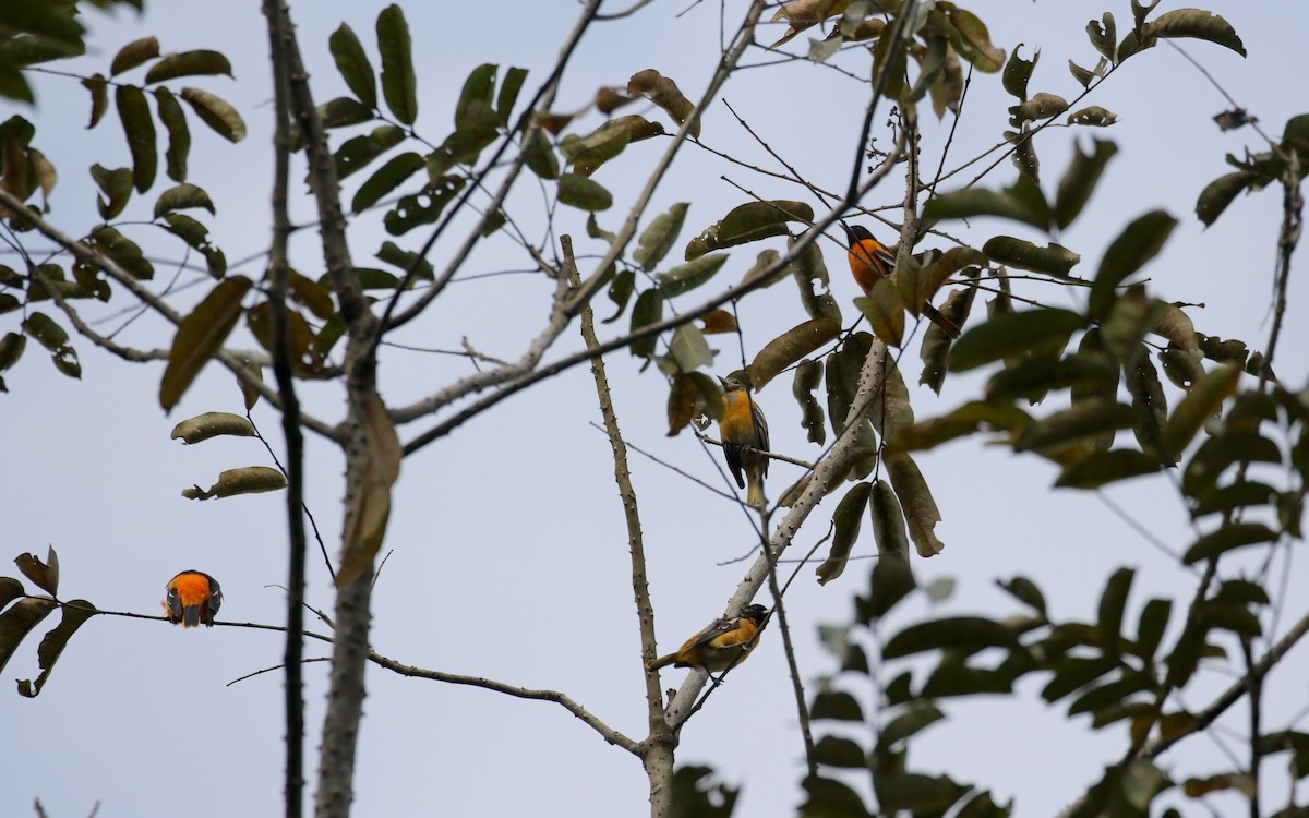 Oriole de Baltimore - ML175347001