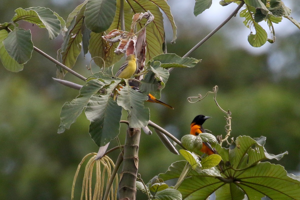 Baltimore Oriole - ML175347041