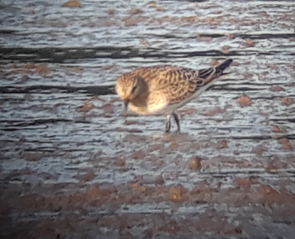 Baird's Sandpiper - ML175347251