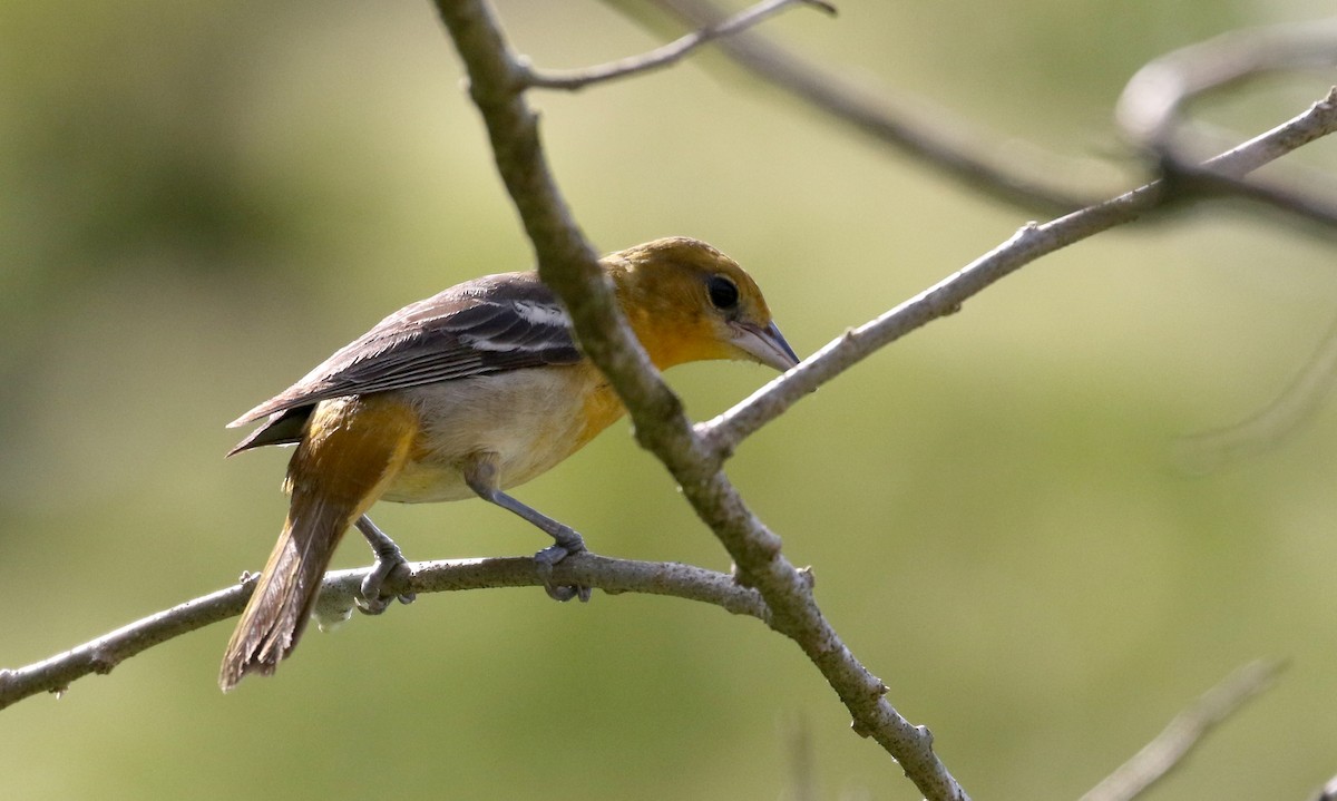 Baltimore Oriole - ML175347661