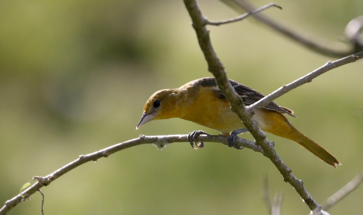 Baltimore Oriole - Jay McGowan