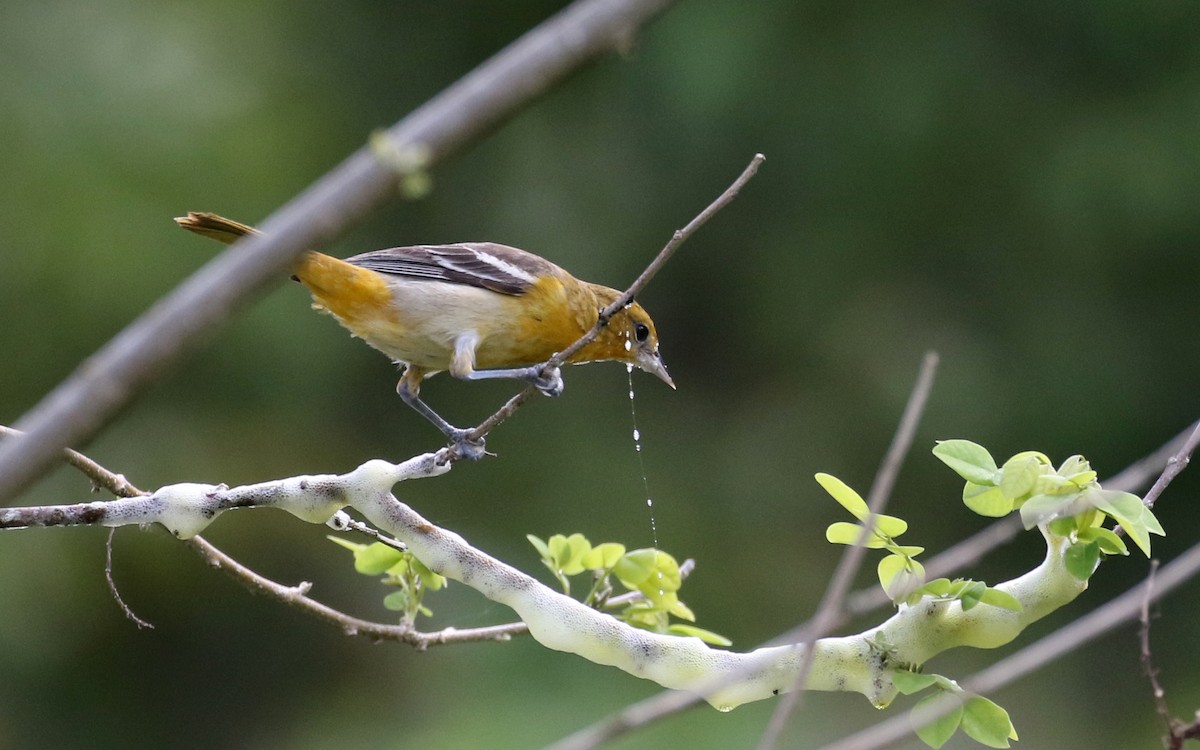 Baltimore Oriole - Jay McGowan