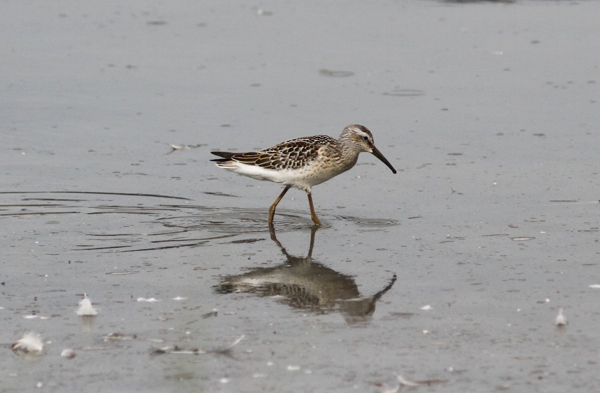 Stilt Sandpiper - ML175348091