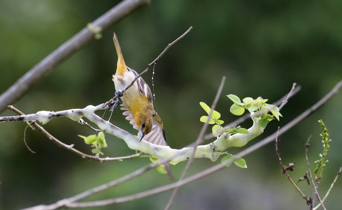 Baltimore Oriole - ML175348471