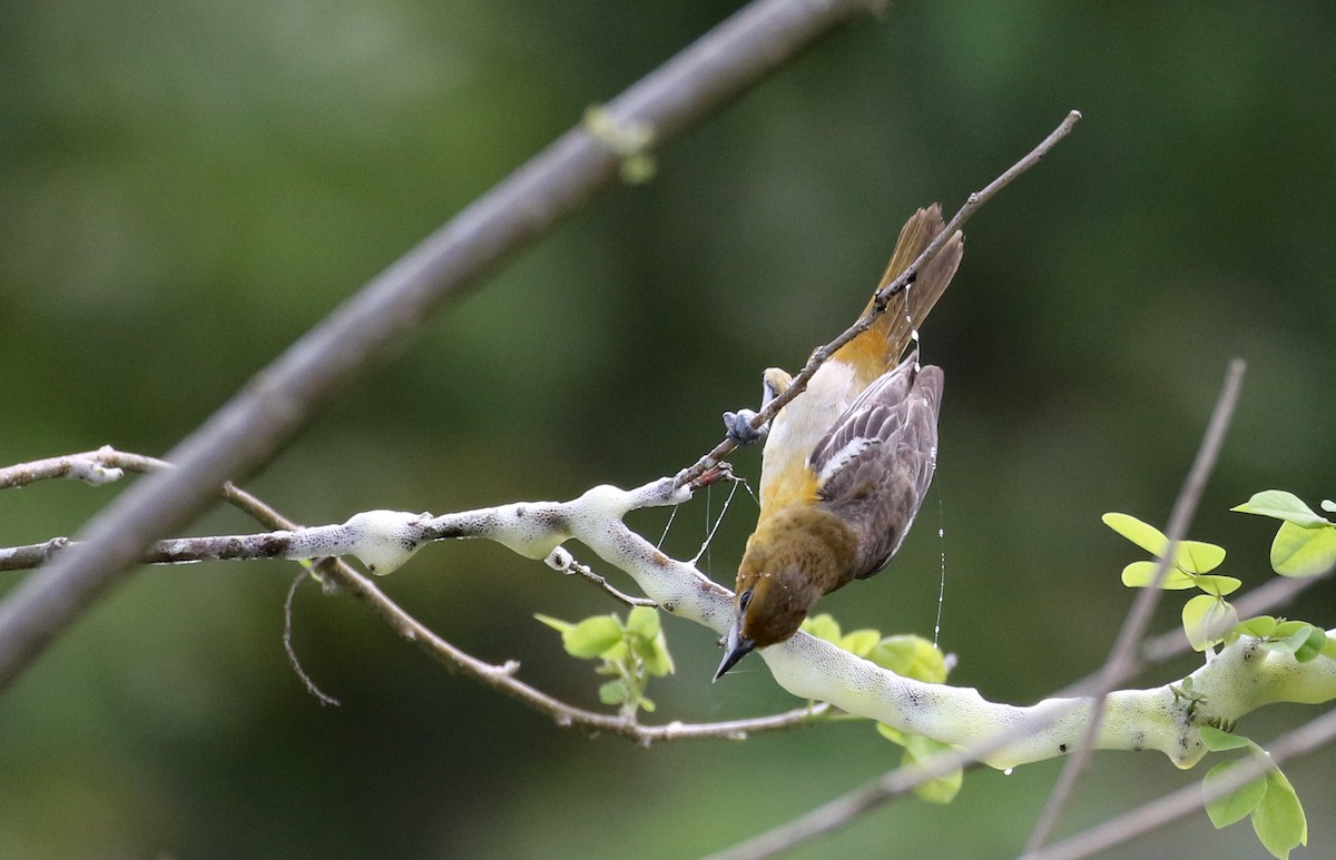 Baltimore Oriole - ML175348481