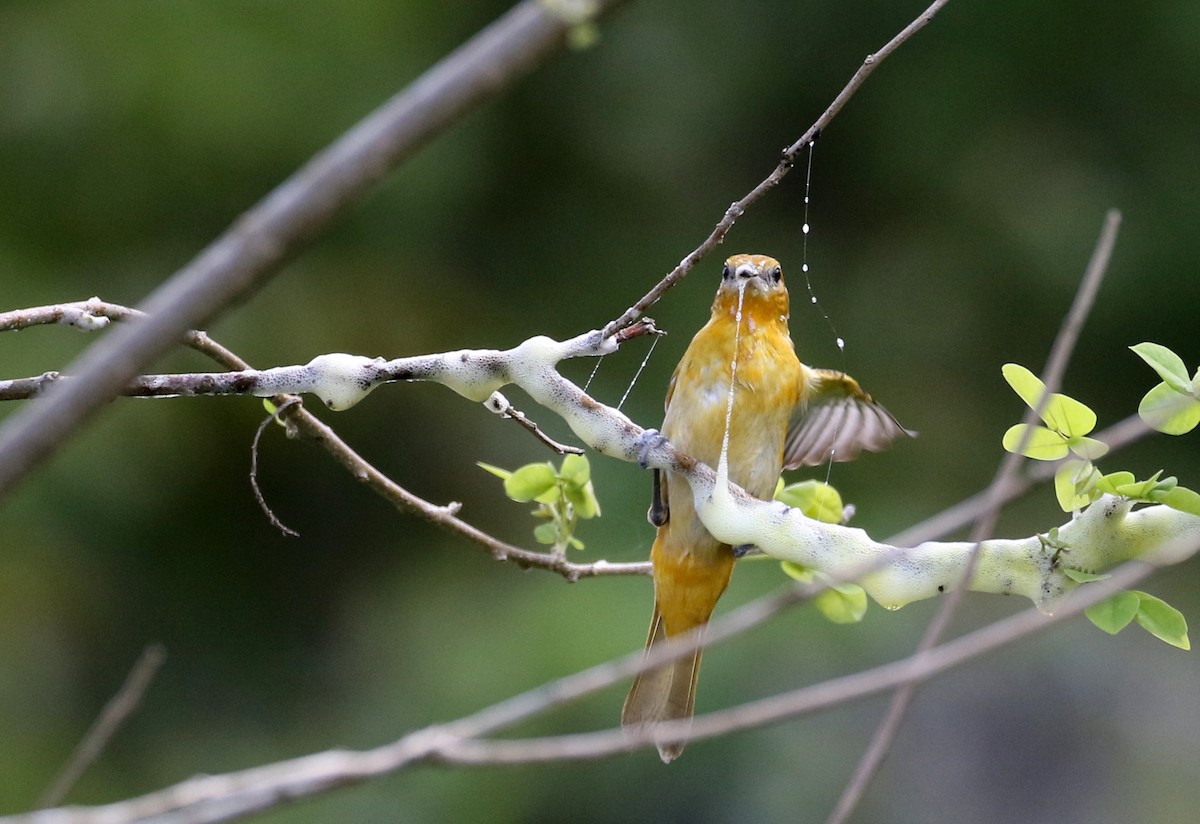 Baltimore Oriole - ML175348661