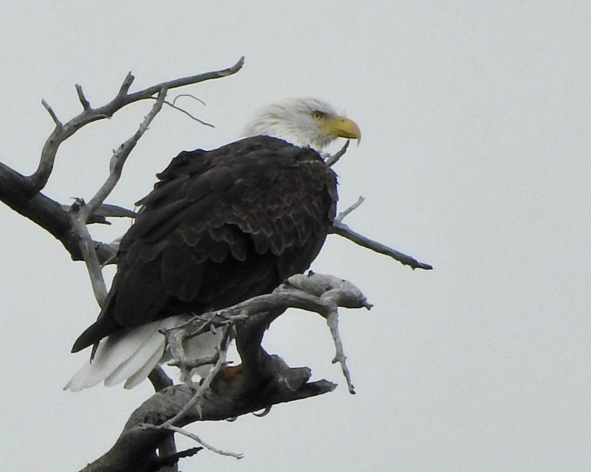 Bald Eagle - ML175349881