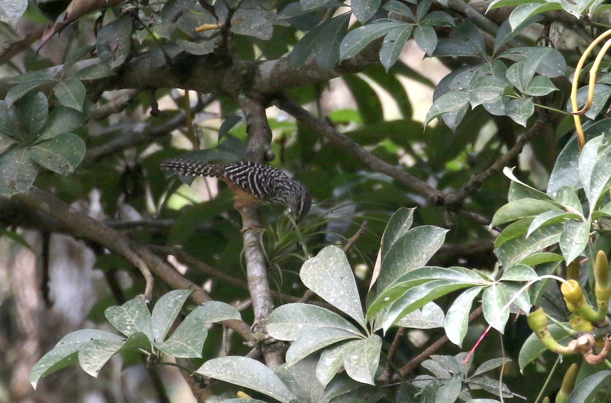 Band-backed Wren - ML175350381