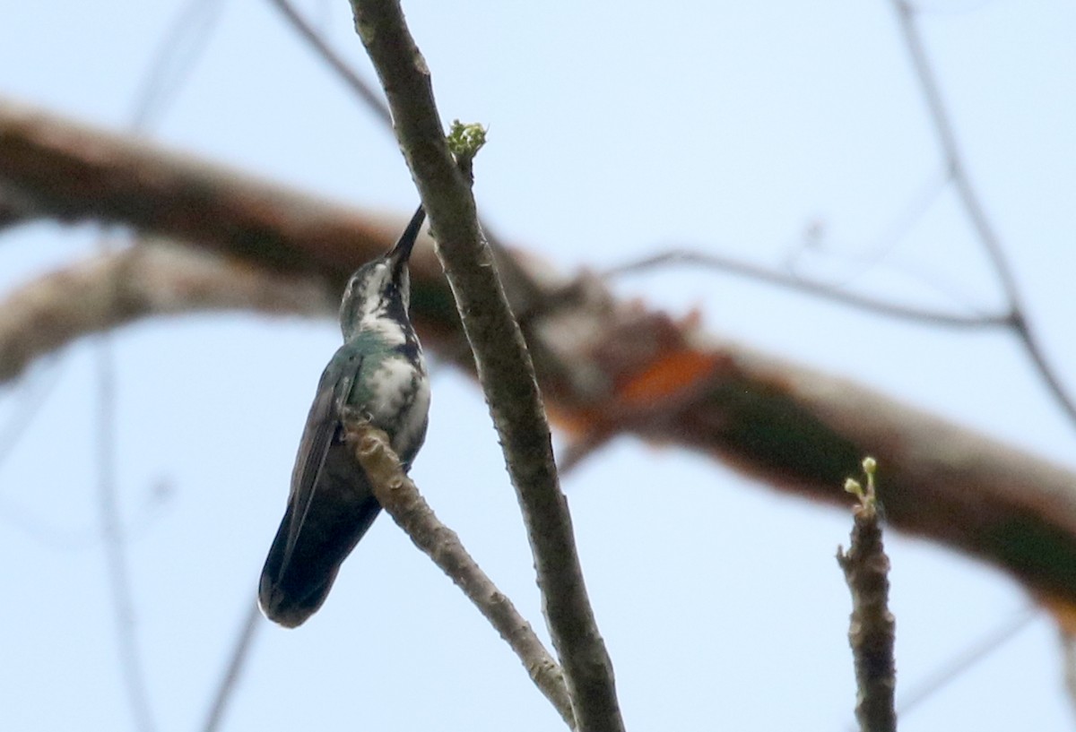 kolibřík lesklý - ML175350491