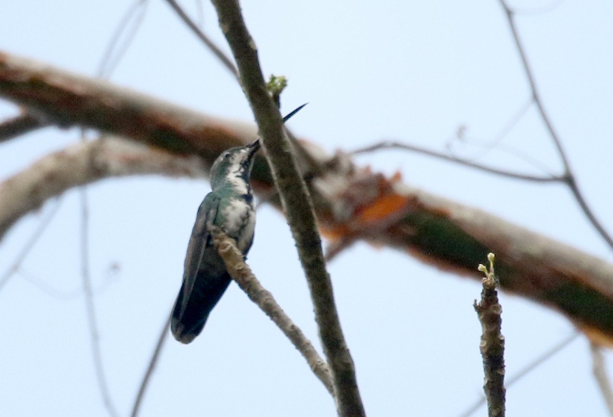 kolibřík lesklý - ML175350501
