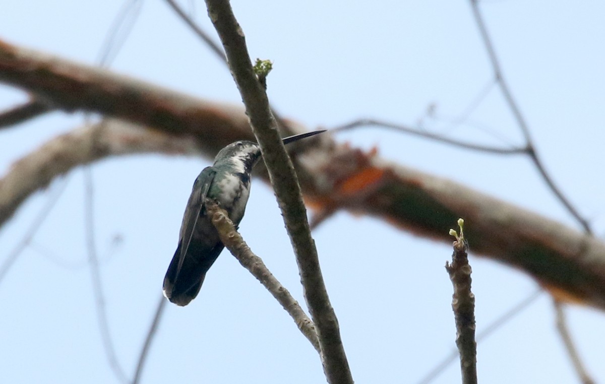 kolibřík lesklý - ML175350531