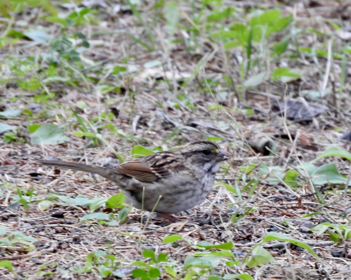 White-throated Sparrow - ML175350541