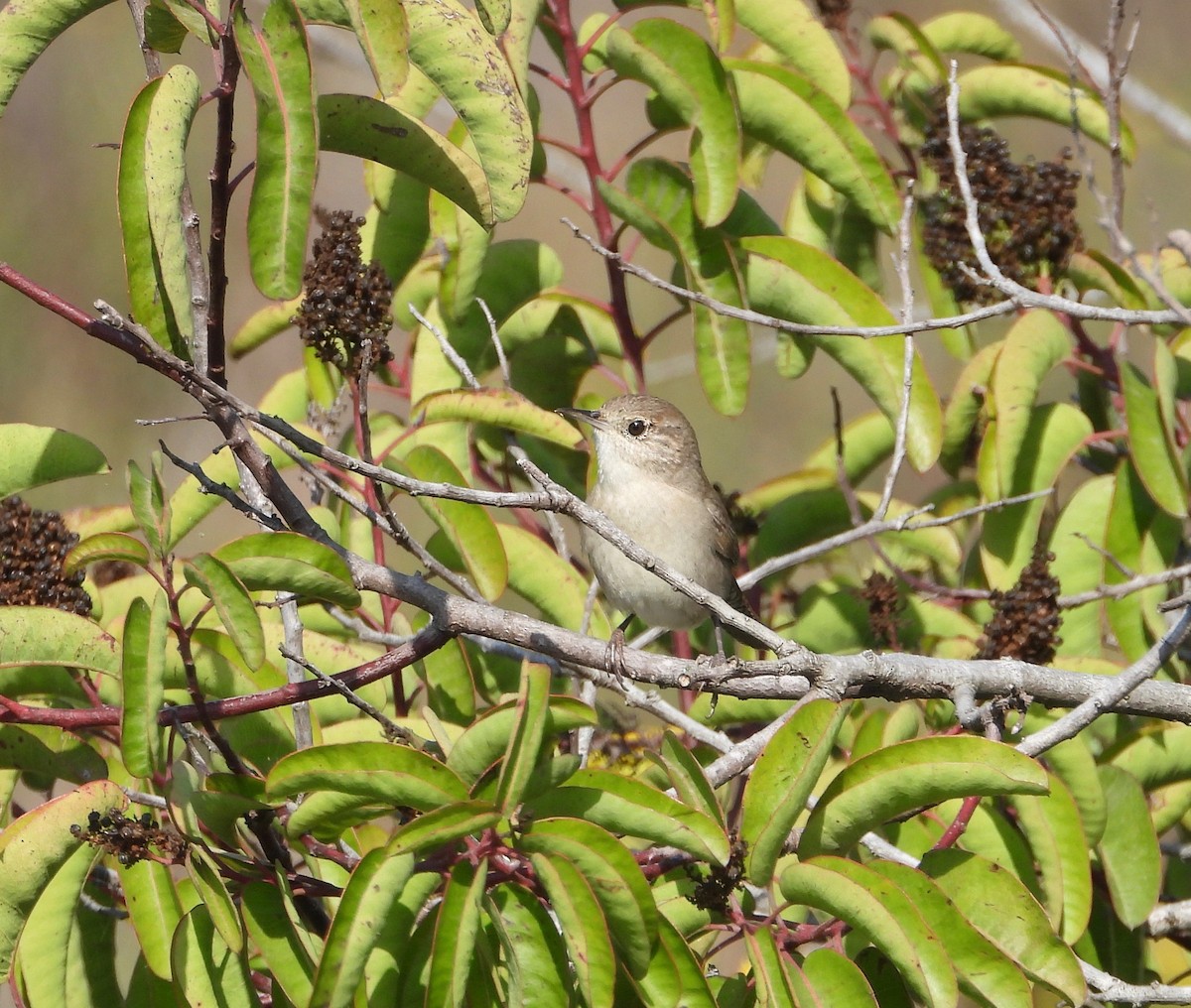 House Wren - ML175350771