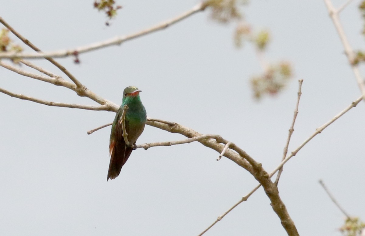 Trochilidae sp. - ML175350821